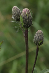 Serratula coronata