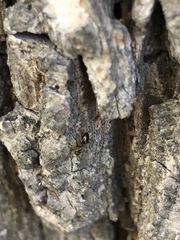 Prenolepis nitens