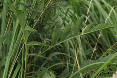 Serratula coronata