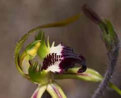 Caladenia dilatata
