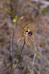 Caladenia dilatata