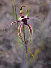 Caladenia dilatata