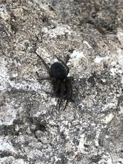 Araneae