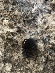 Araneae