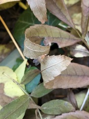 Diptera