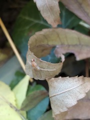 Diptera