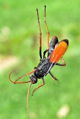 Tachypompilus ignitus