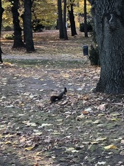 Sciurus vulgaris