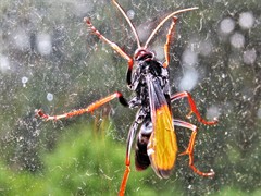 Tachypompilus ignitus