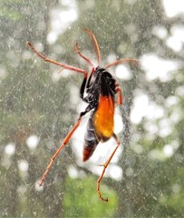 Tachypompilus ignitus