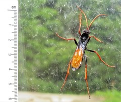 Tachypompilus ignitus