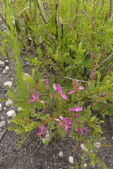 Indigofera langebergensis