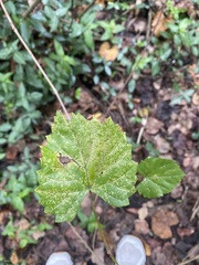 Vitis rotundifolia