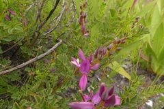 Indigofera langebergensis