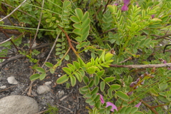 Indigofera langebergensis