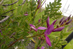 Indigofera langebergensis