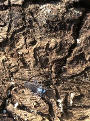Insecta
