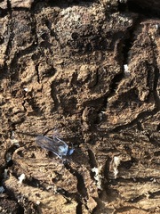 Insecta