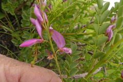 Indigofera langebergensis