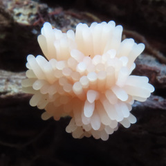 Tubifera microsperma