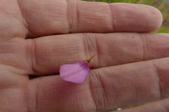 Indigofera langebergensis