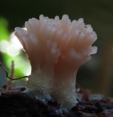 Tubifera microsperma