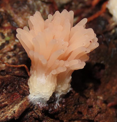 Tubifera microsperma