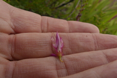 Indigofera langebergensis