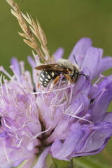 Anthidium punctatum