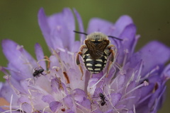 Anthidium punctatum