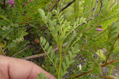 Indigofera langebergensis