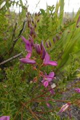 Indigofera langebergensis