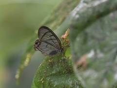 Dulcedo polita