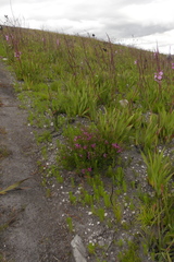 Indigofera langebergensis