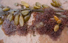 Vertebrata lanosa