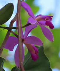 Cattleya violacea