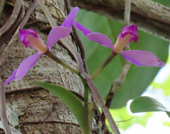 Cattleya violacea