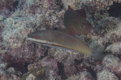 Stethojulis trilineata