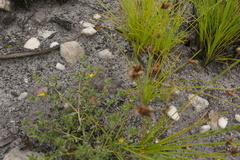 Aspalathus diffusa