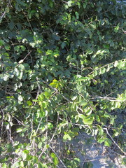 Dalbergia ecastaphyllum