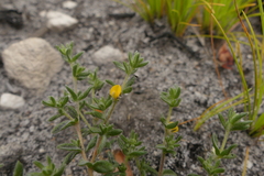 Aspalathus diffusa