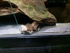 Trachycephalus resinifictrix