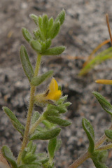 Aspalathus diffusa