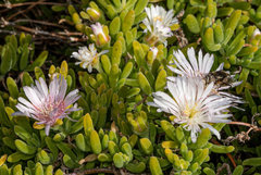 Eristalinus nigricans