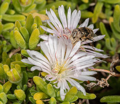 Eristalinus nigricans