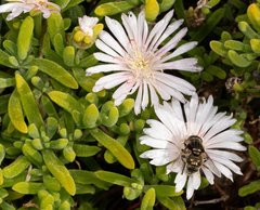 Eristalinus nigricans