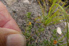 Aspalathus diffusa