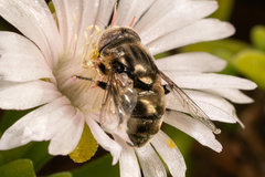 Eristalinus nigricans