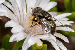 Eristalinus nigricans