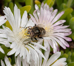 Eristalinus nigricans